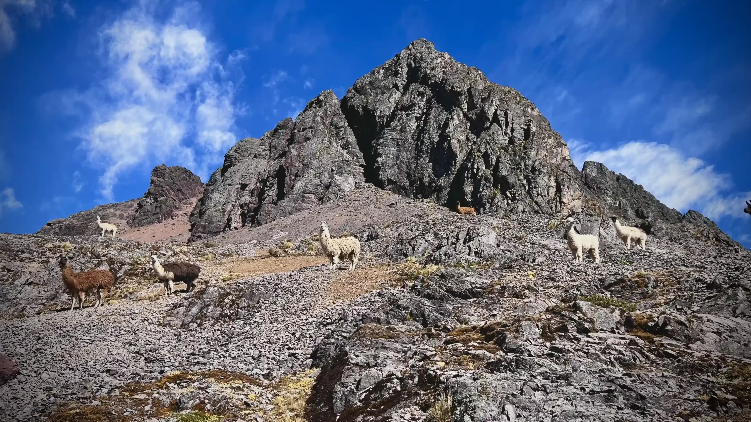 Andean Camelids (llama, alpaca, vicuña and guanaco)...