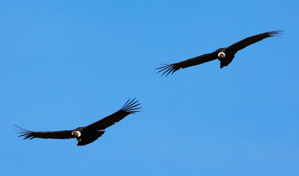 Condor Sighting Tour in Cusco — “Flight of the Andean Monarchs” (Canyon of the Condors) 1 Condor-Sighting-Tour-in-Cusco