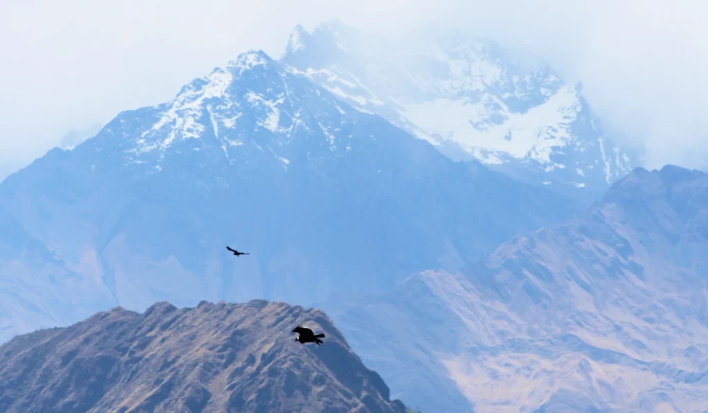 Condor Sighting Tour in Cusco — “Flight of the Andean Monarchs” (Canyon of the Condors) 5 The Majestic Condor Route_ Chonta Viewpoint & Sacred Sites